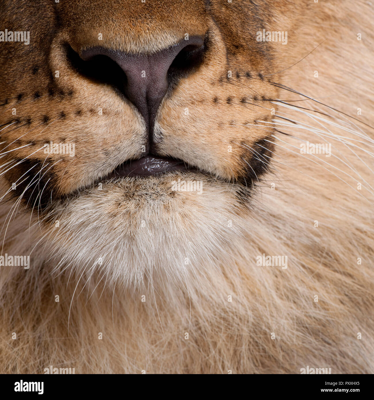 In der Nähe von Lion's Mund, Panthera leo, 9 Monate alt Stockfoto