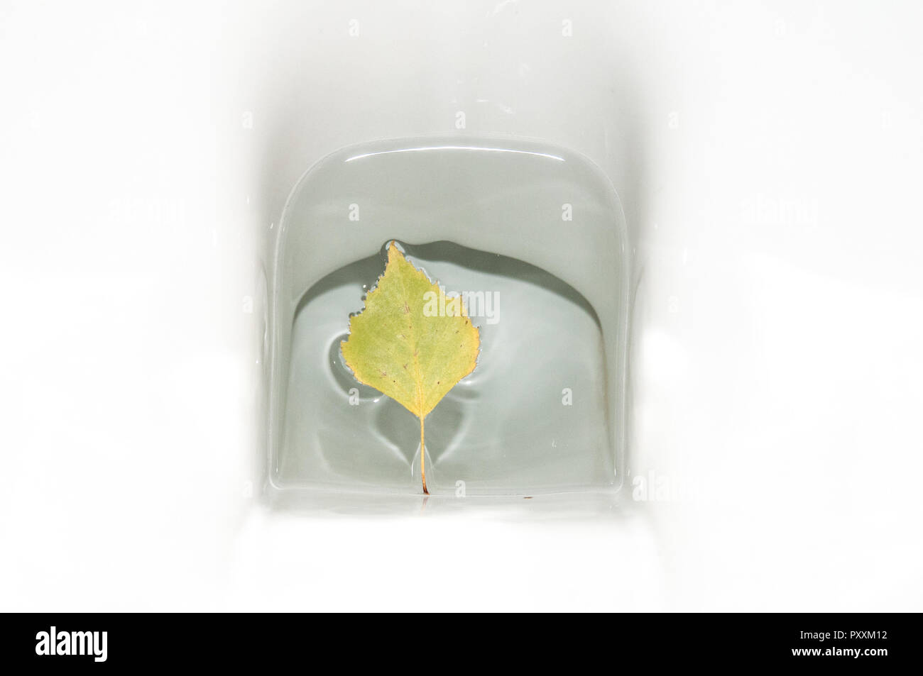 10.24.2018: Brackel, Deutschland: Ein Blatt in einer Toilette Stockfoto