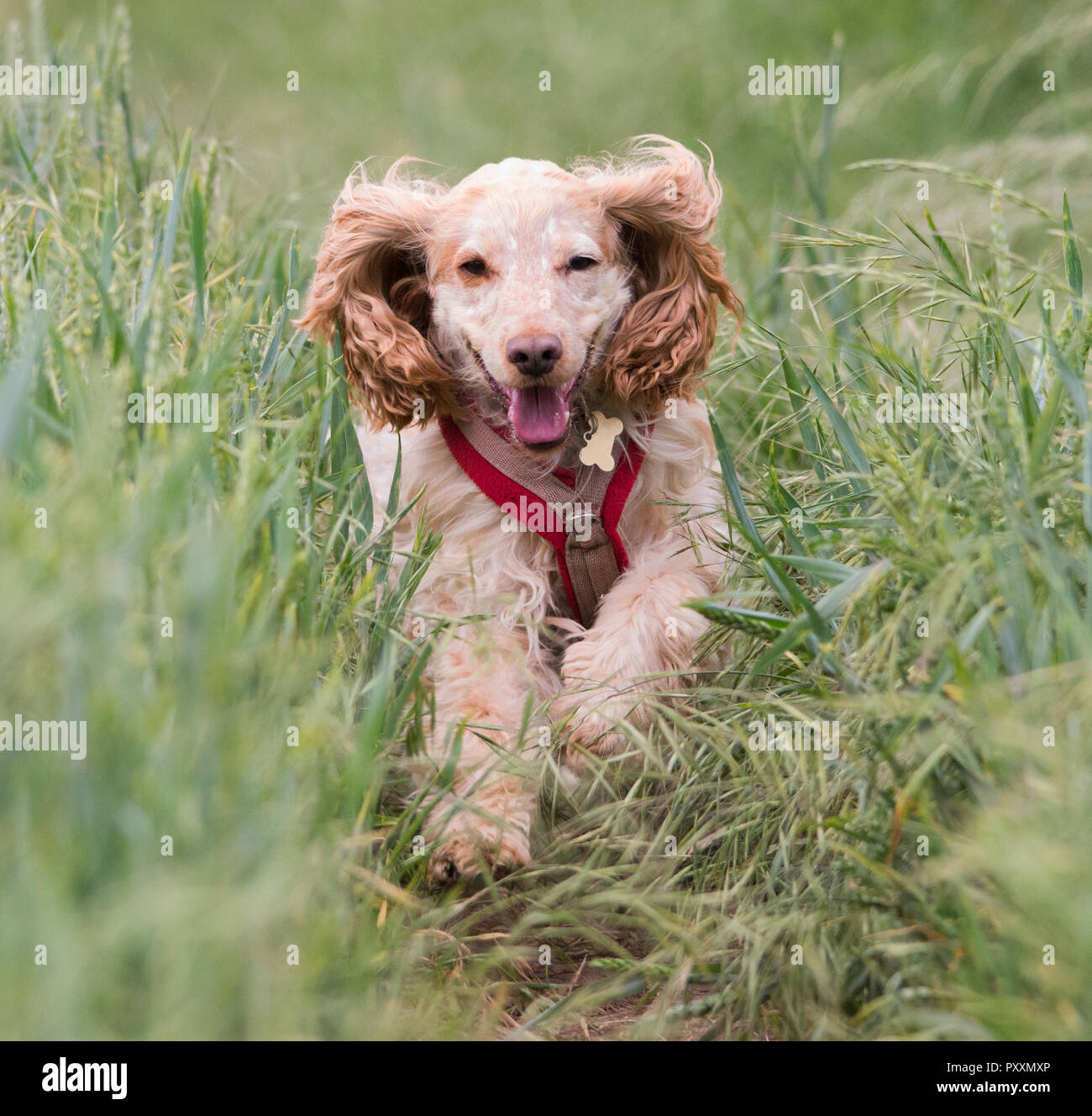Cocker Spaniel in Feldern Stockfoto