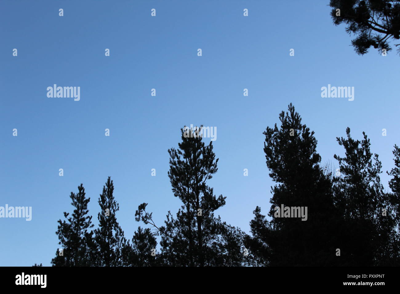 Baum Himmel Stockfoto