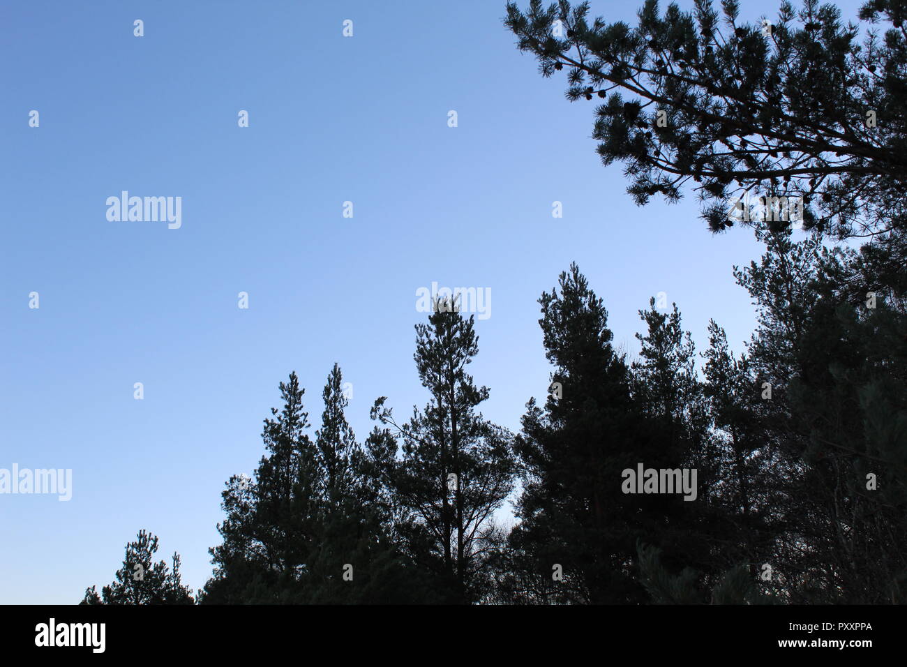 Baum Himmel Stockfoto