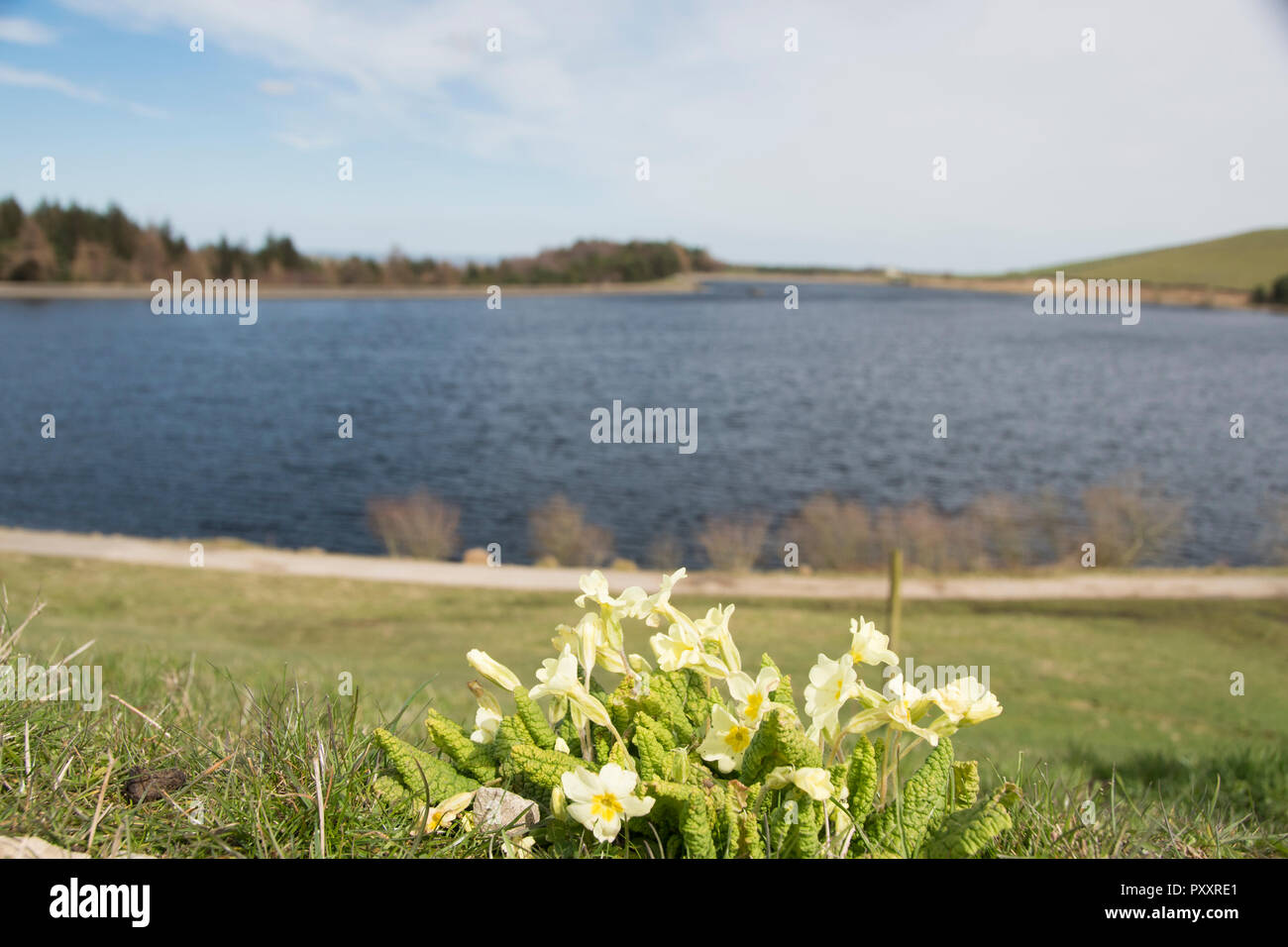 Sheffield, Großbritannien - 10 April 2016: Eine gelbe Primel Blume neben dem Wasser wachsenden bringt Hoffnung auf wärmeres Wetter auf einen frühen Frühling Tag an Redmires Rese Stockfoto