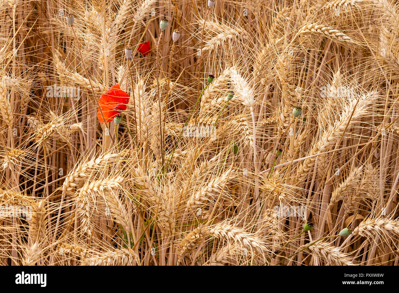 Mohnblumen in einem Gerstenfeld, Stamford, Lincolnshire, Großbritannien Stockfoto