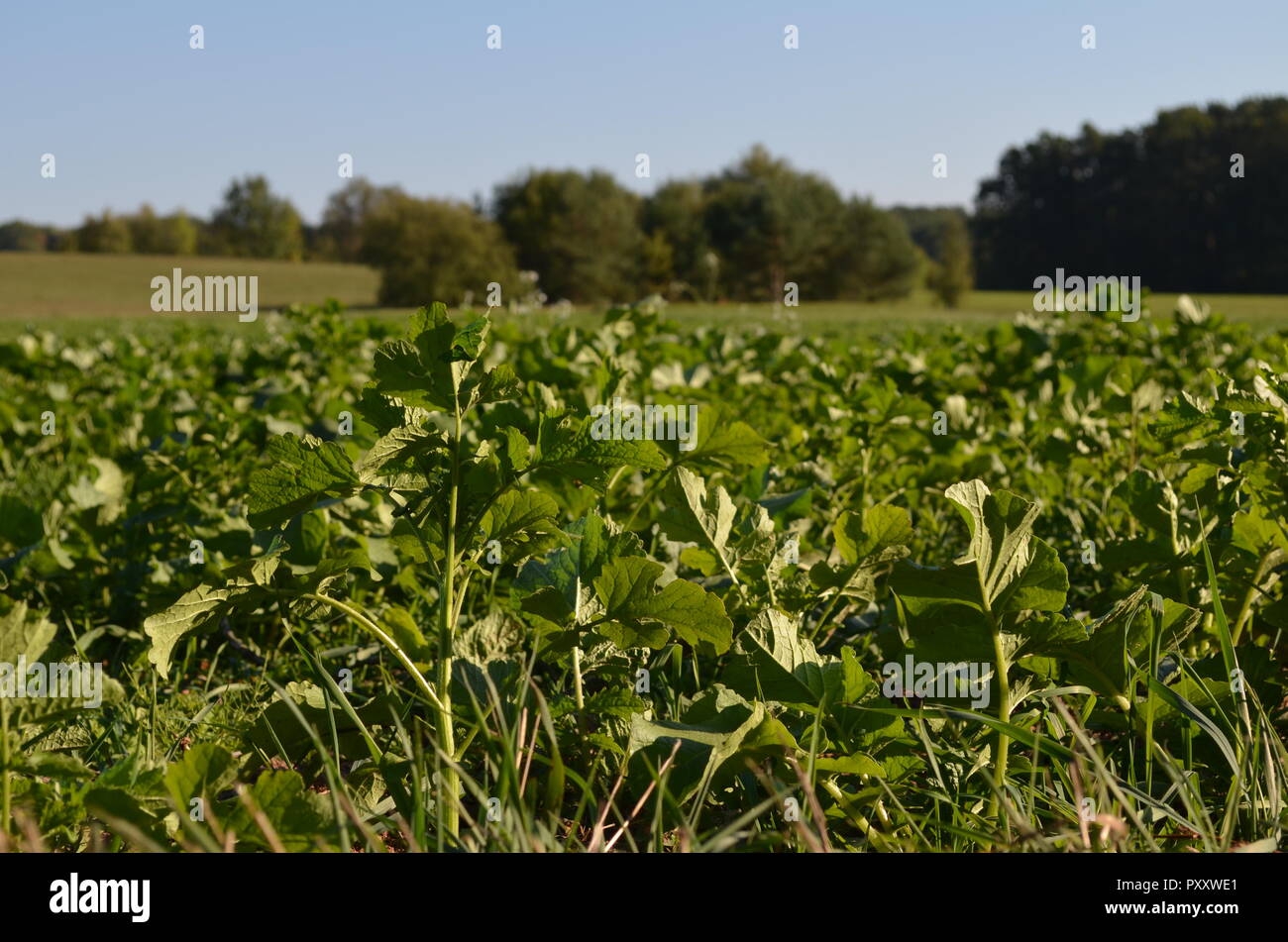 Weite grüne Wiese, Feld in Deutschland wächst schnell in der Sonne, der Landwirtschaft und der Landwirtschaft in der Natur im Herbst, Pflanzen und Gräser Stockfoto