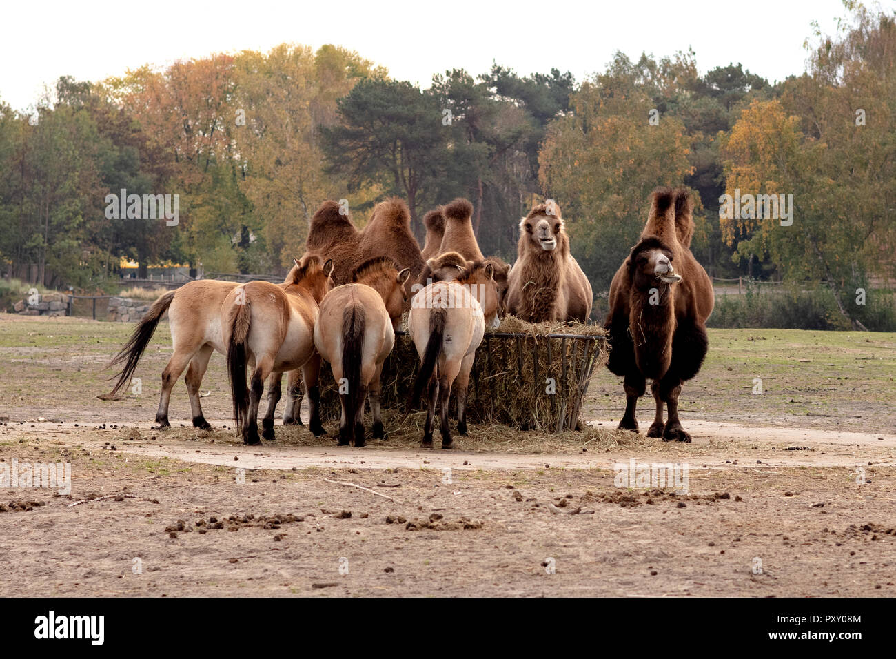 Kamel, Kamele stehen in Gruppe Stockfotografie Alamy