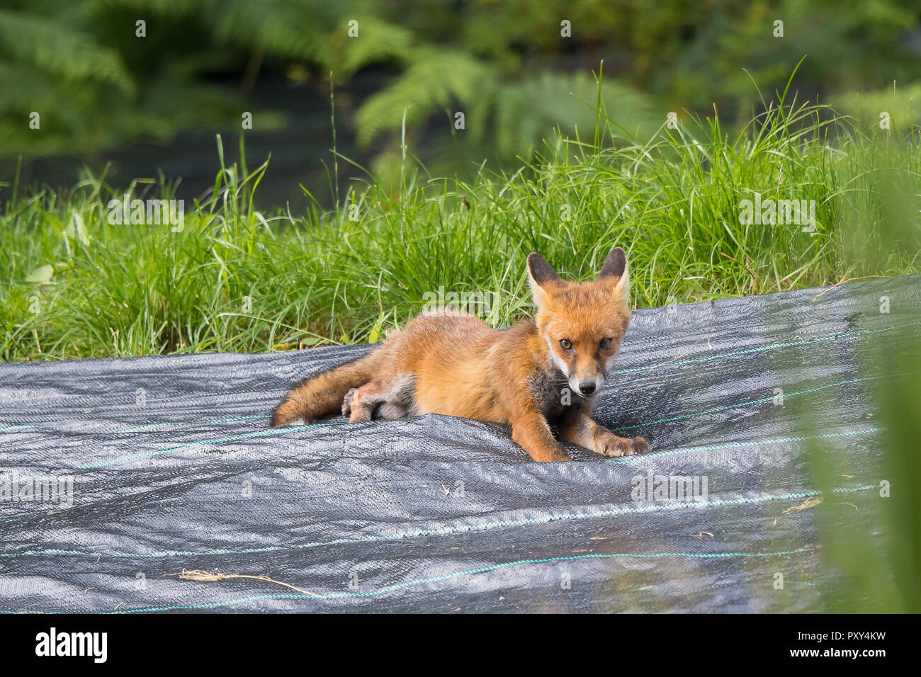 Nahaufnahme eines jungen, wilden Rotfuchsjungen (Vulpes vulpes), isoliert in einem britischen Garten, der bei der Sommersonne liegt. Stockfoto