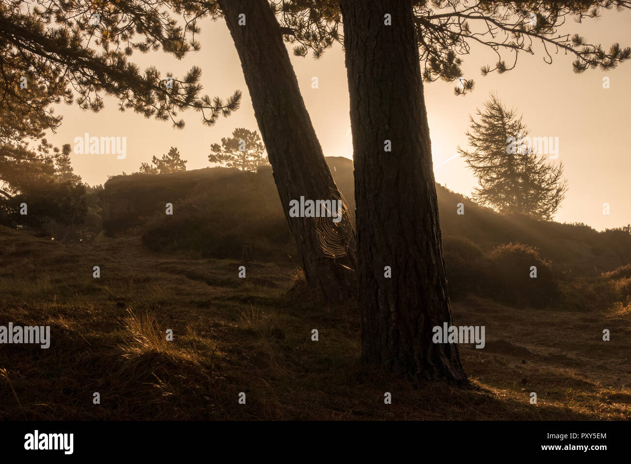 Spinnennetz zwischen Pinien shining Am frühen Morgen Sonnenschein auf einen Herbst Tag Stockfoto