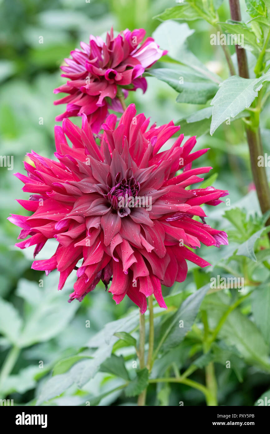Close-up lila/Burgund farbige Dahlie 'Ripples' Stockfoto