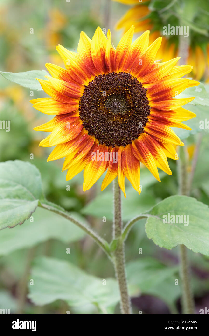 Feuerring Sonnenblume Stockfotos Und Bilder Kaufen Alamy