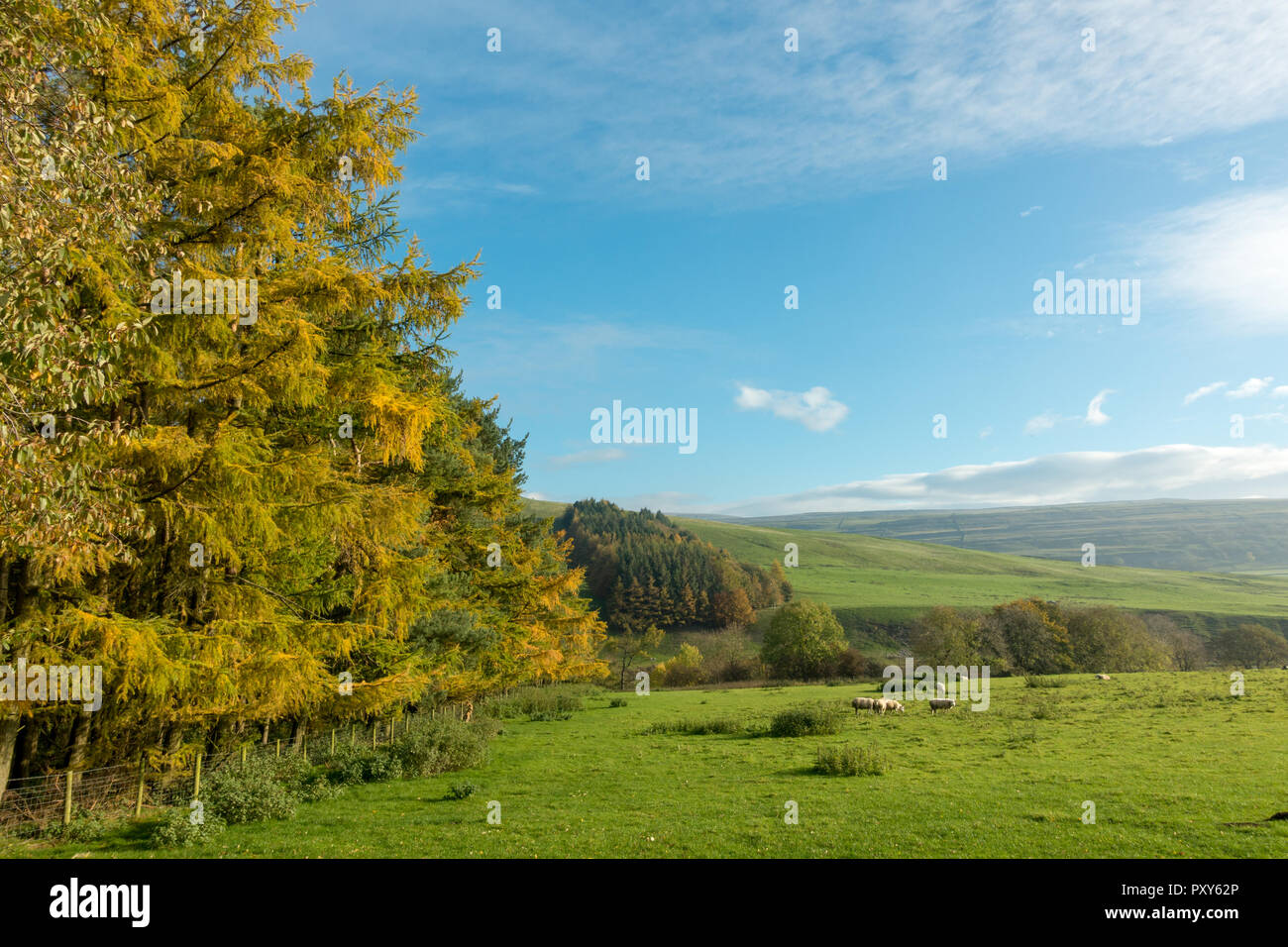 Lärchen in herbstlichen Farben in Littondale in Richtung Bösingen, Yorshire Dales, UK suchen Stockfoto