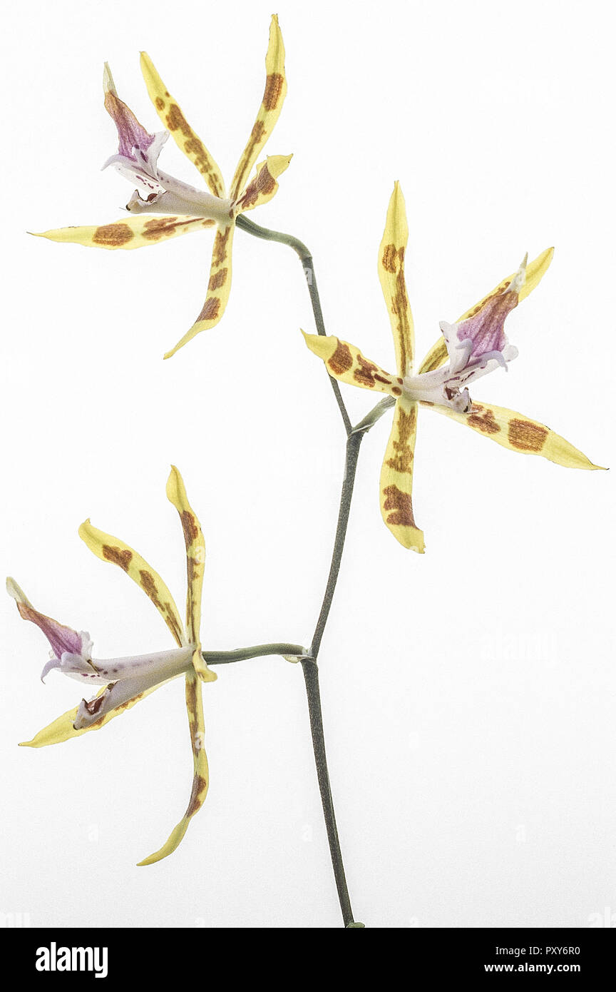 Orchidee, Odontoglossum Arten, gelblila Stockfoto