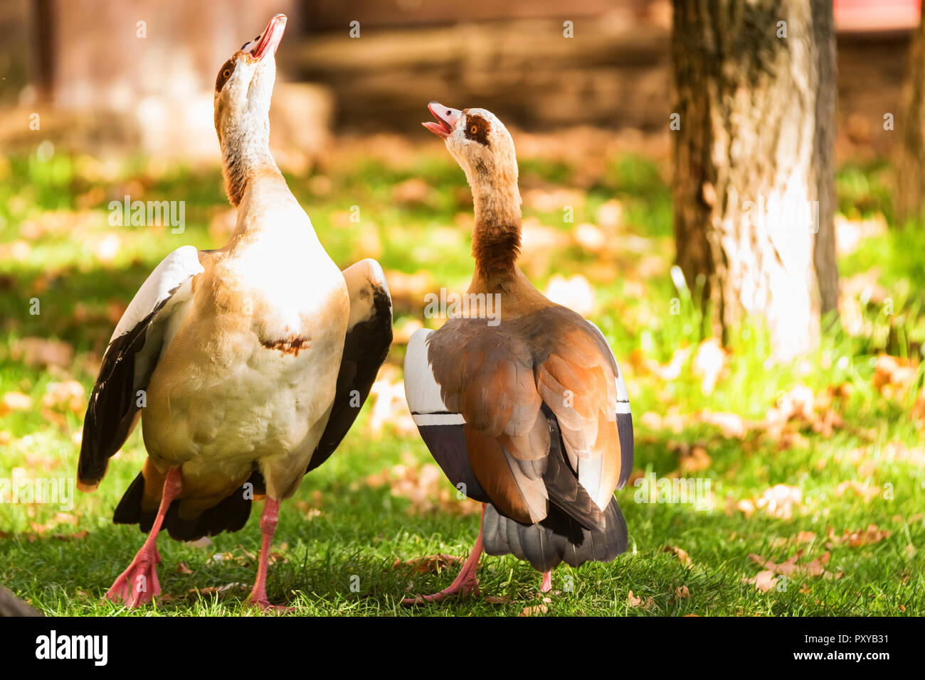 Zwei Nilgänse oder Alopochen aegyptiacus in der Natur Stockfoto