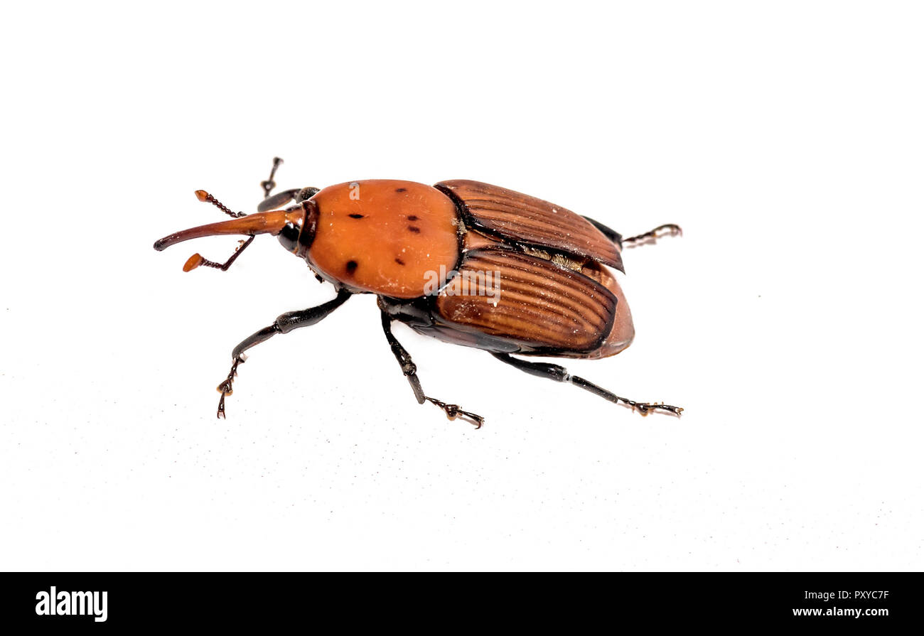 Die Red Palm Rüsselkäfer Rhynchophorus Art auf weißem Hintergrund Stockfoto