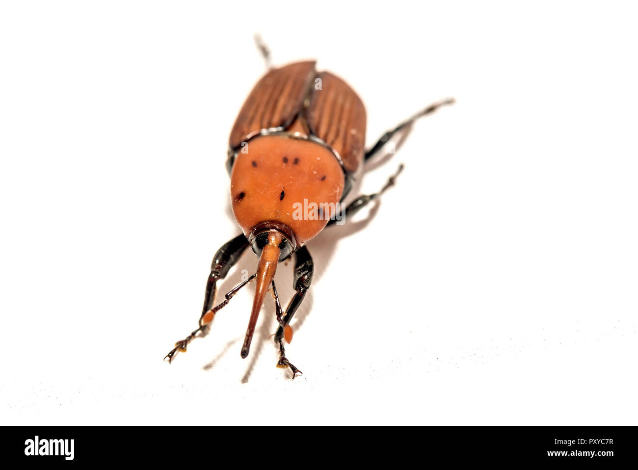 Die Red Palm Rüsselkäfer Rhynchophorus Art auf weißem Hintergrund Stockfoto