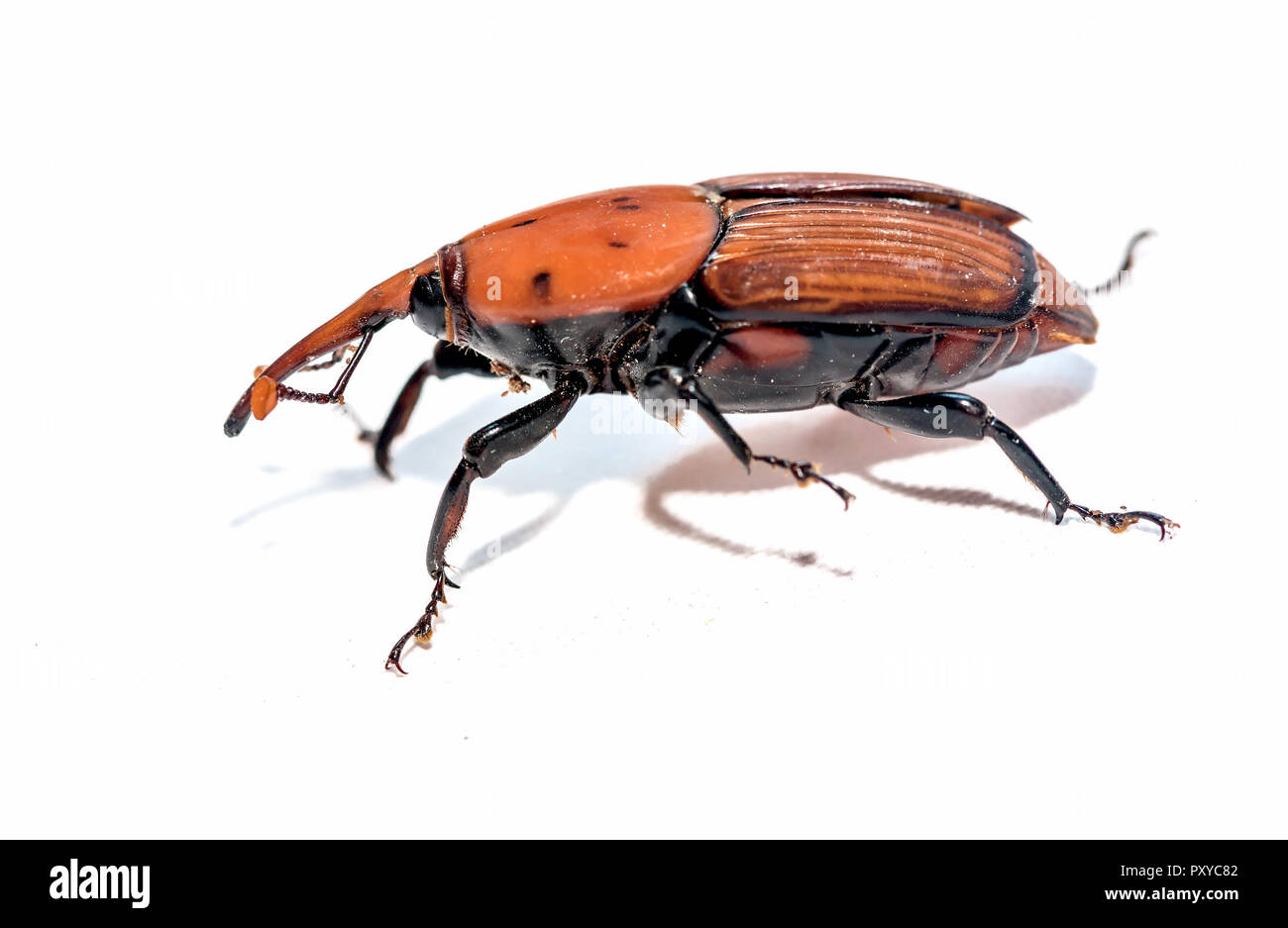 Die Red Palm Rüsselkäfer Rhynchophorus Art auf weißem Hintergrund Stockfoto