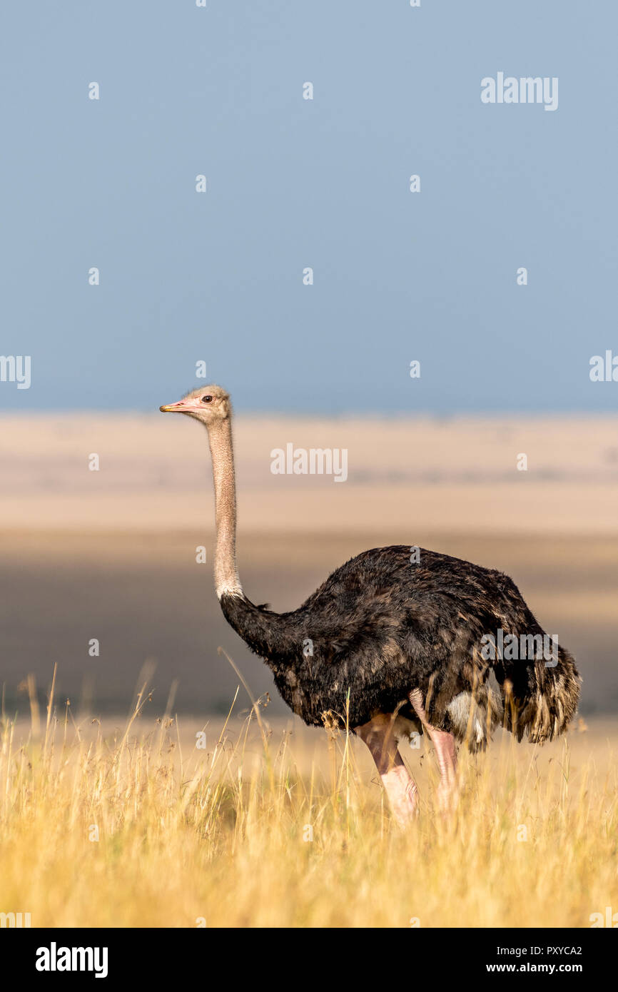 Dieses Bild der Massai Ostrich ist in der Masai Mara in Kenia. Stockfoto