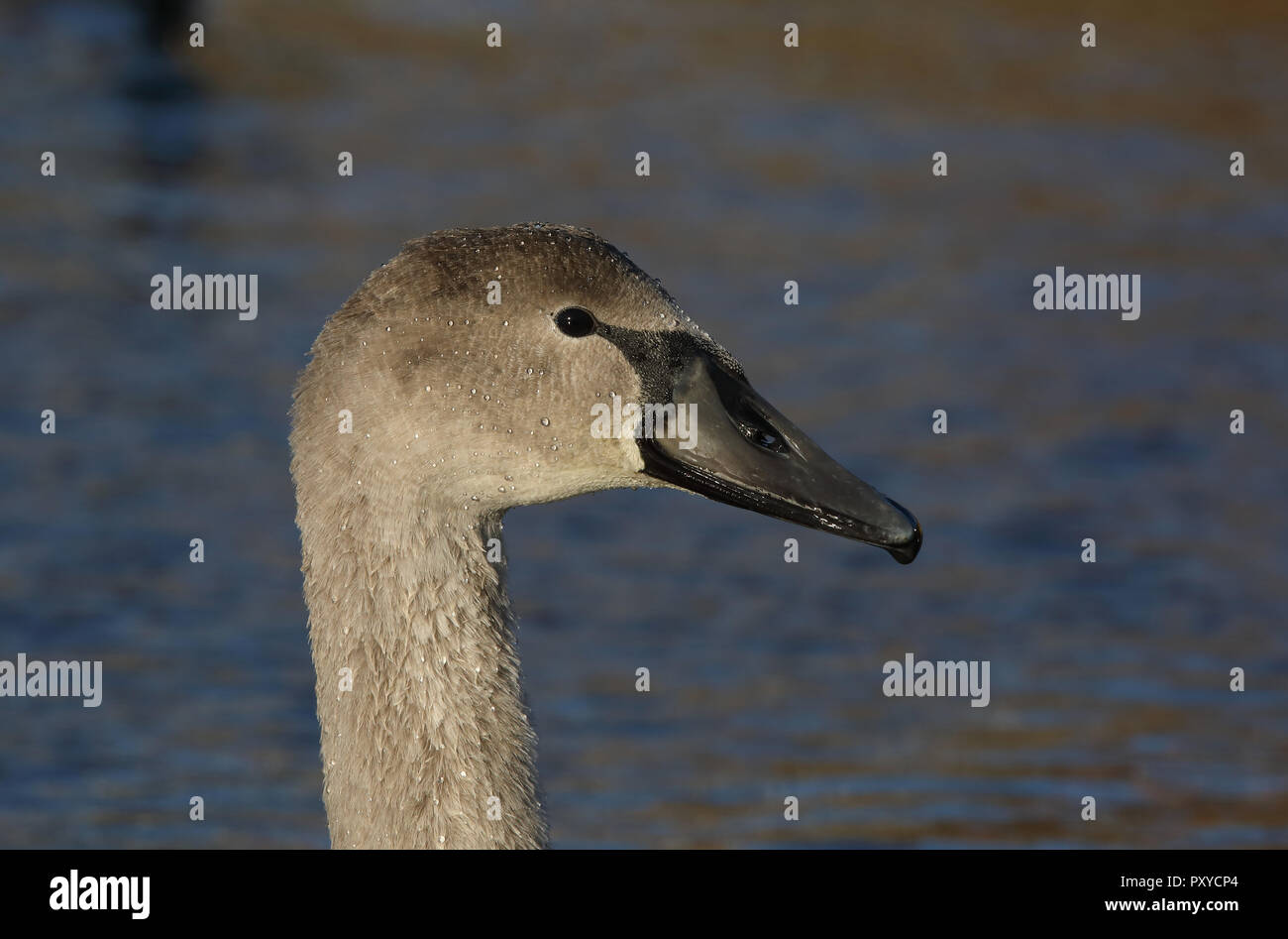 Schwanenkopf Nahaufnahme Stockfoto