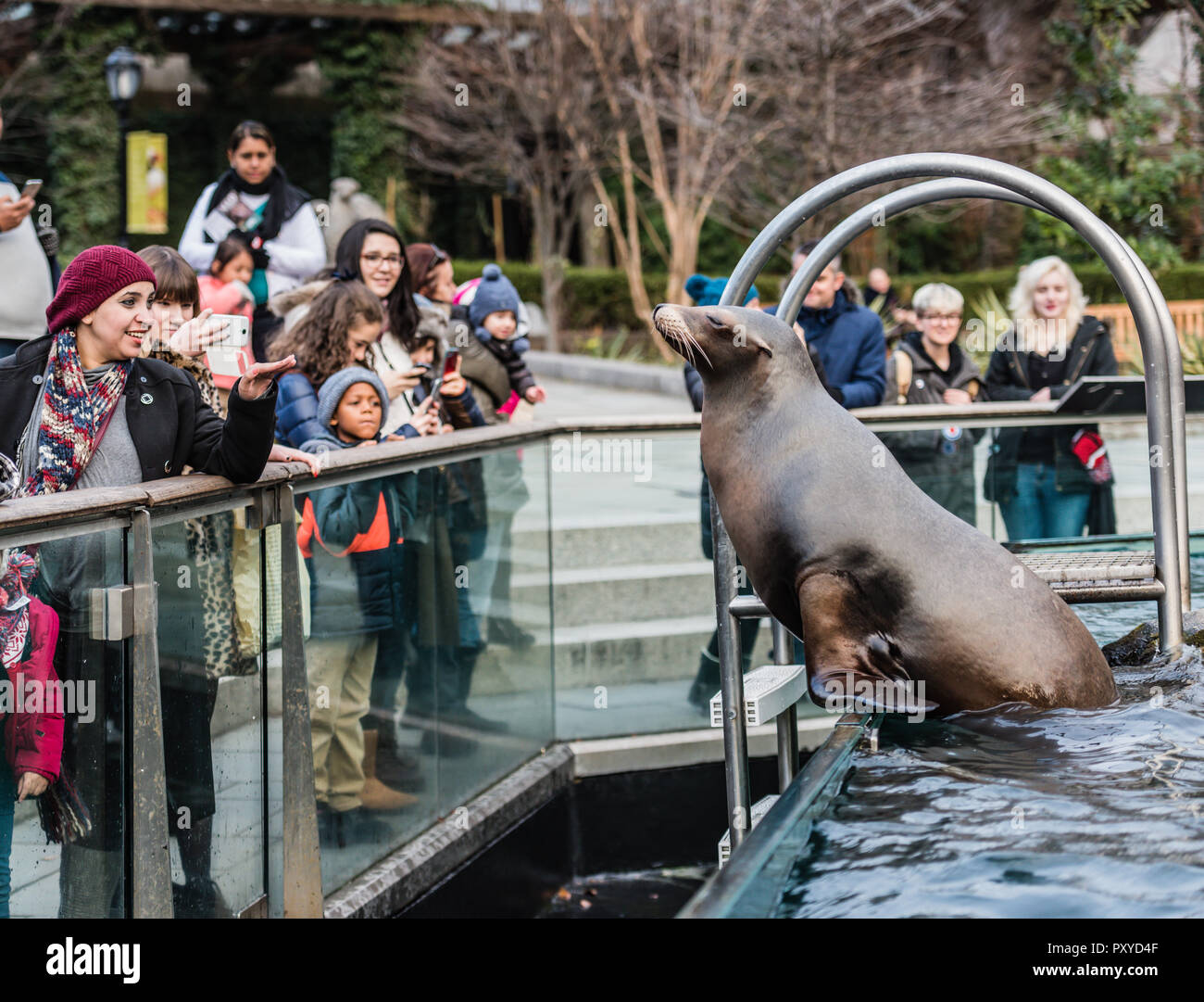 Touristen fotografieren sea lion saß im Tank auf Ausstellung am Central Park Zoo in New York City. Stockfoto