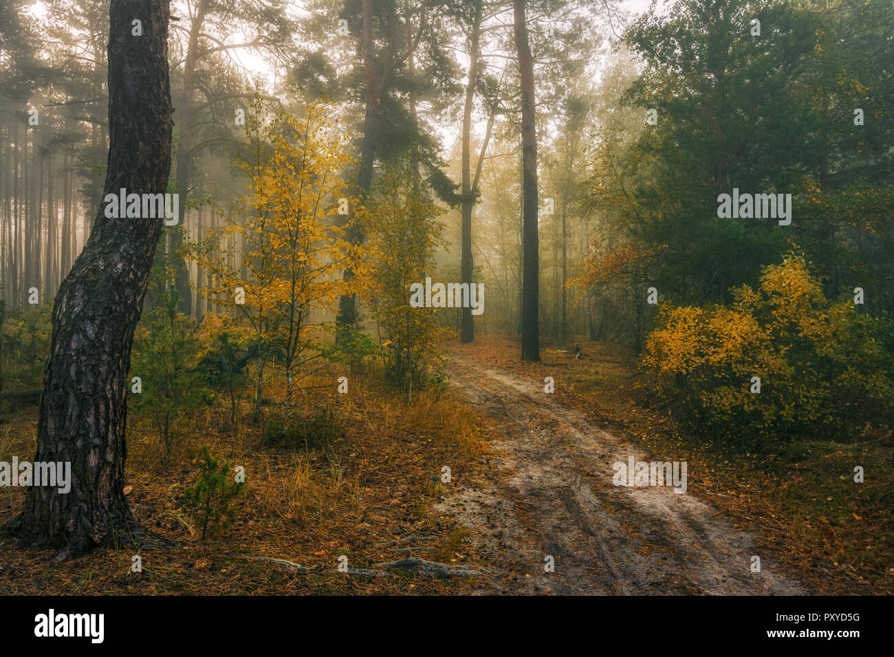 Spaziergang in den Wald. Nebel. Herbst Farben. Melancholie. Stockfoto