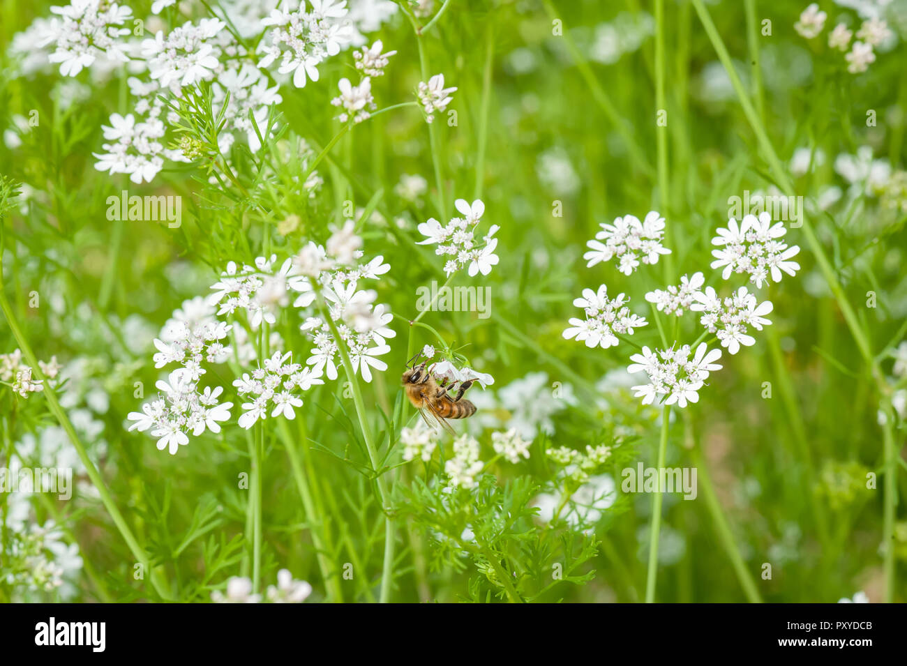 Eine Biene auf einer weißen Buchweizen Blume. Stockfoto