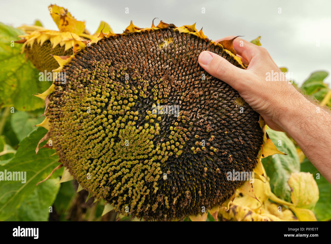 Landwirt prüfung große Blütenkorbes mit Samen vor der Ernte, in der Nähe der männlichen Hand Stockfoto