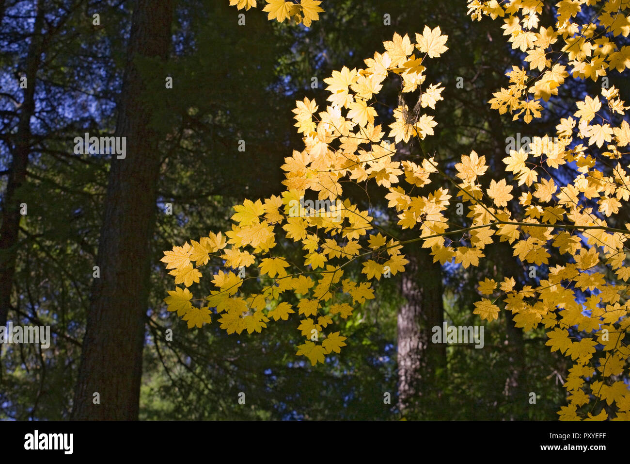 Ahornblätter gegen einen immergrünen Wald Vordach im Oregon Cascade Mountains im Herbst Farbe ändern Mitte Oktober. Stockfoto