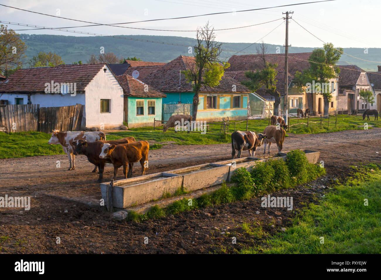 Rumänien, VISCRI. Die abgelegenen Dorf Viscri gegründet von Transyslvanien Sachsen bewahrt seinen ländlichen Charme und ist ein UNESCO Weltkulturerbe seit dem 1. Stockfoto