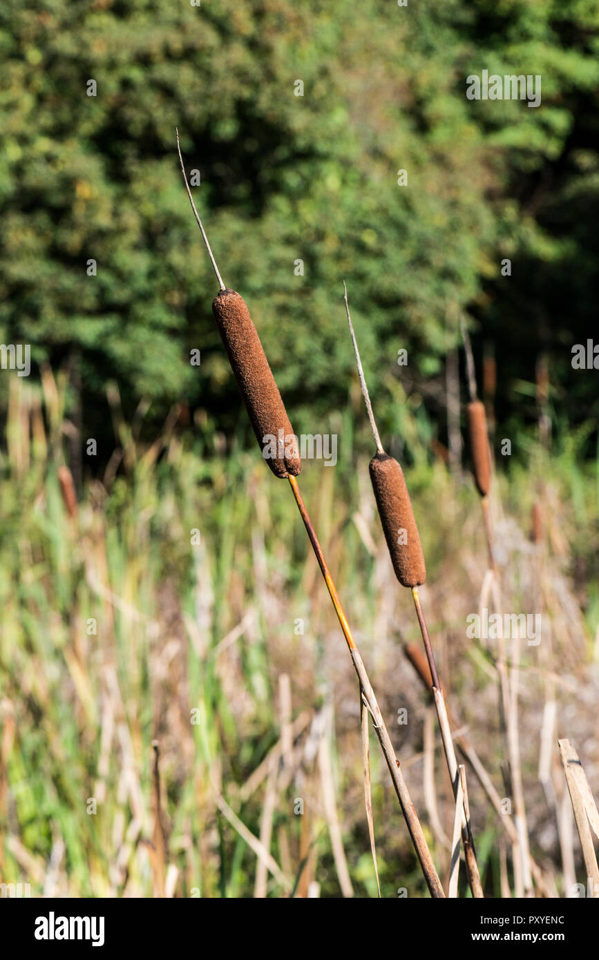 Eine große reedmace (Typha latifolia) Stockfoto