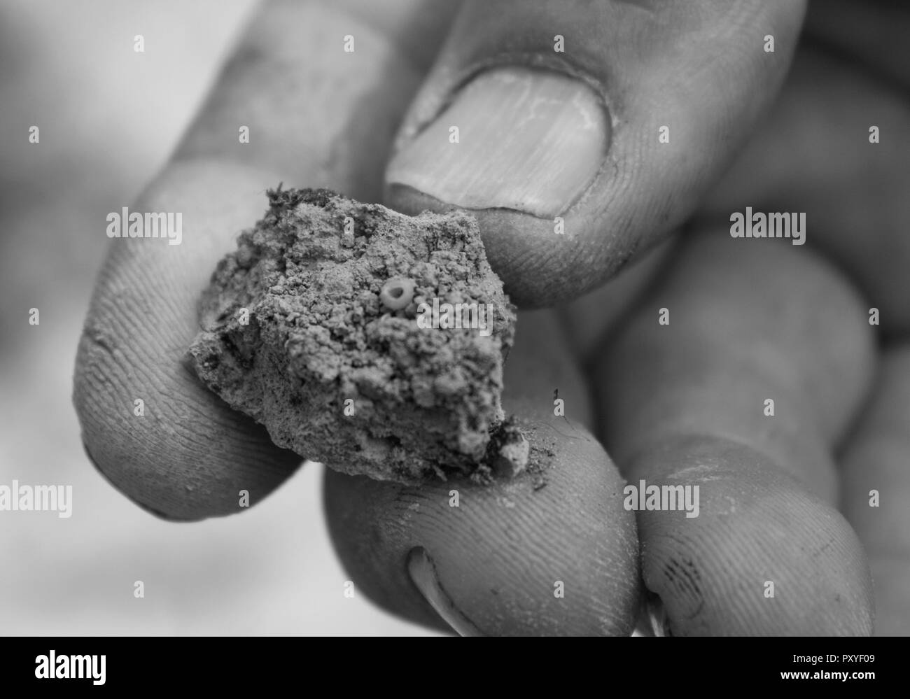 Boden in der Hand. Spuren von Insekten Eier in die Erde. Stockfoto