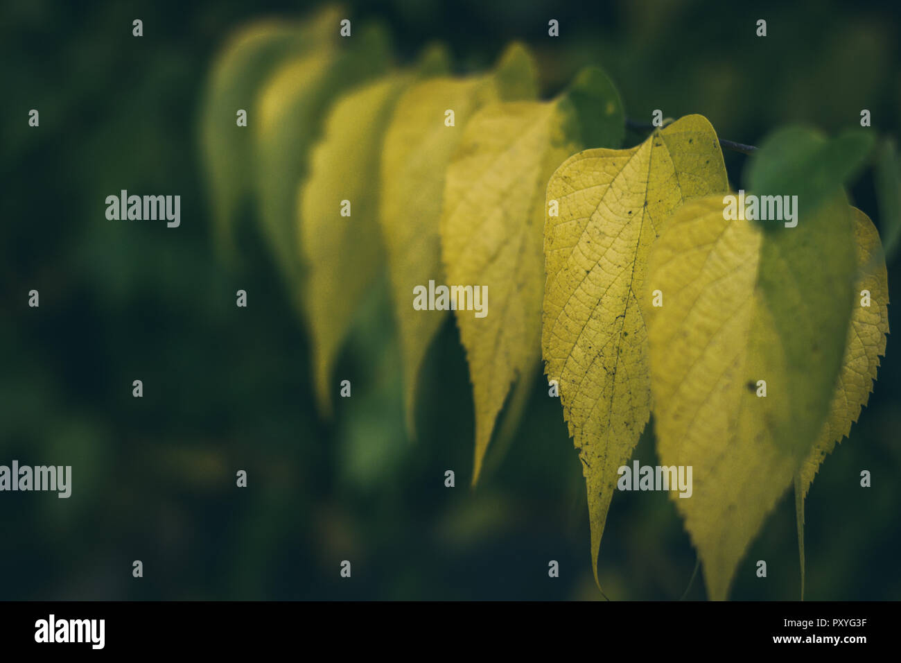 Herbst Malerei, Herbst Ahorn Blätter, verschiedene Farben Herbst Malerei, Herbst Ahorn Blätter, verschiedene Farben Stockfoto