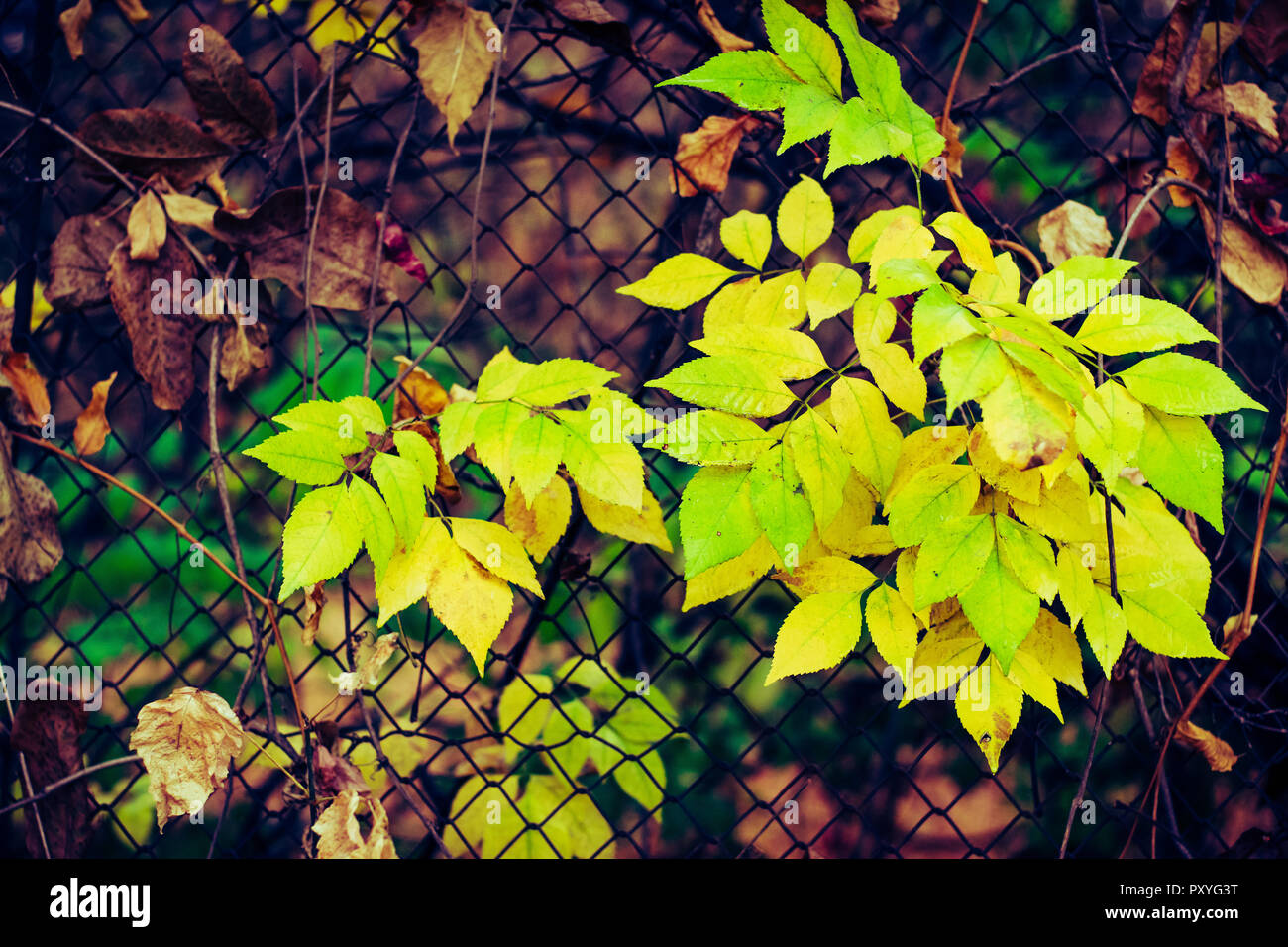 Herbst Malerei, Herbst Ahorn Blätter, verschiedene Farben Herbst Malerei, Herbst Ahorn Blätter, verschiedene Farben Stockfoto