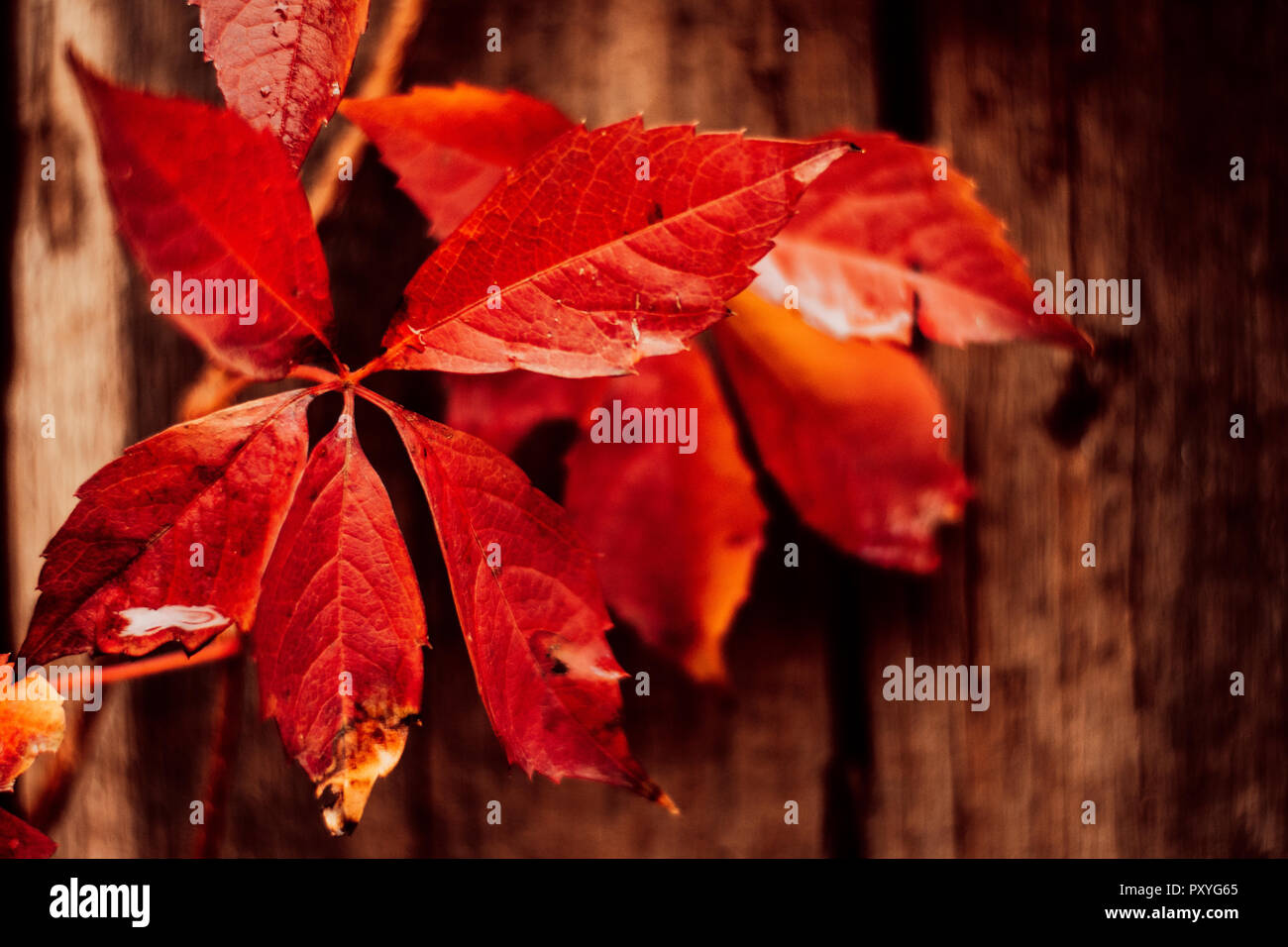 Rote Blätter auf Holz Hintergrund Stockfoto