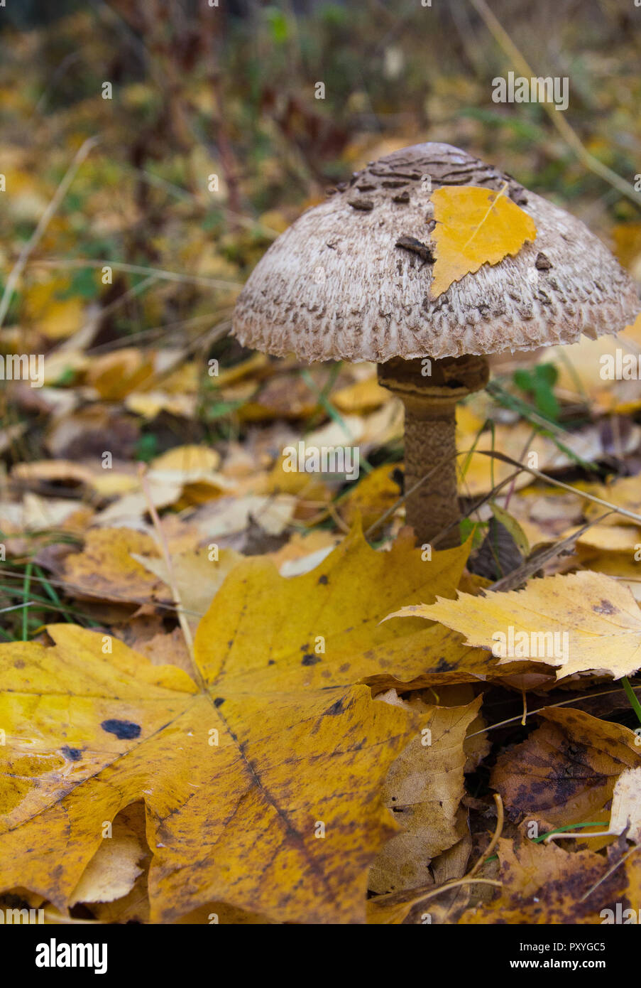 Pilz Macrolepiota excoriata in den Wald Stockfoto