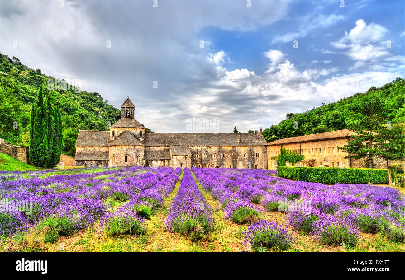 Senanque Abtei, ein wichtiges touristisches Ziel in der Provence, Frankreich Stockfoto