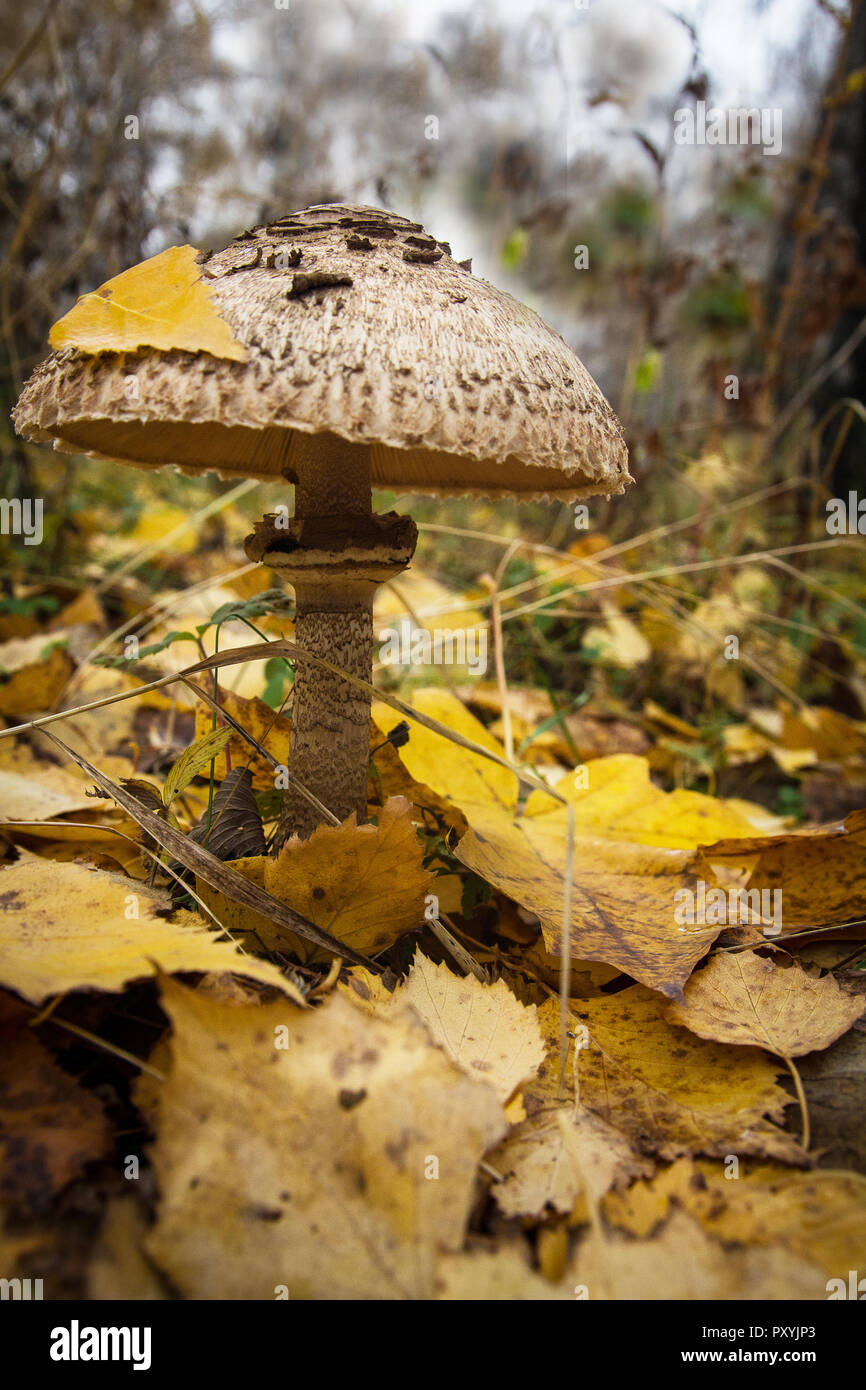 Pilz Macrolepiota excoriata in den Wald Stockfoto