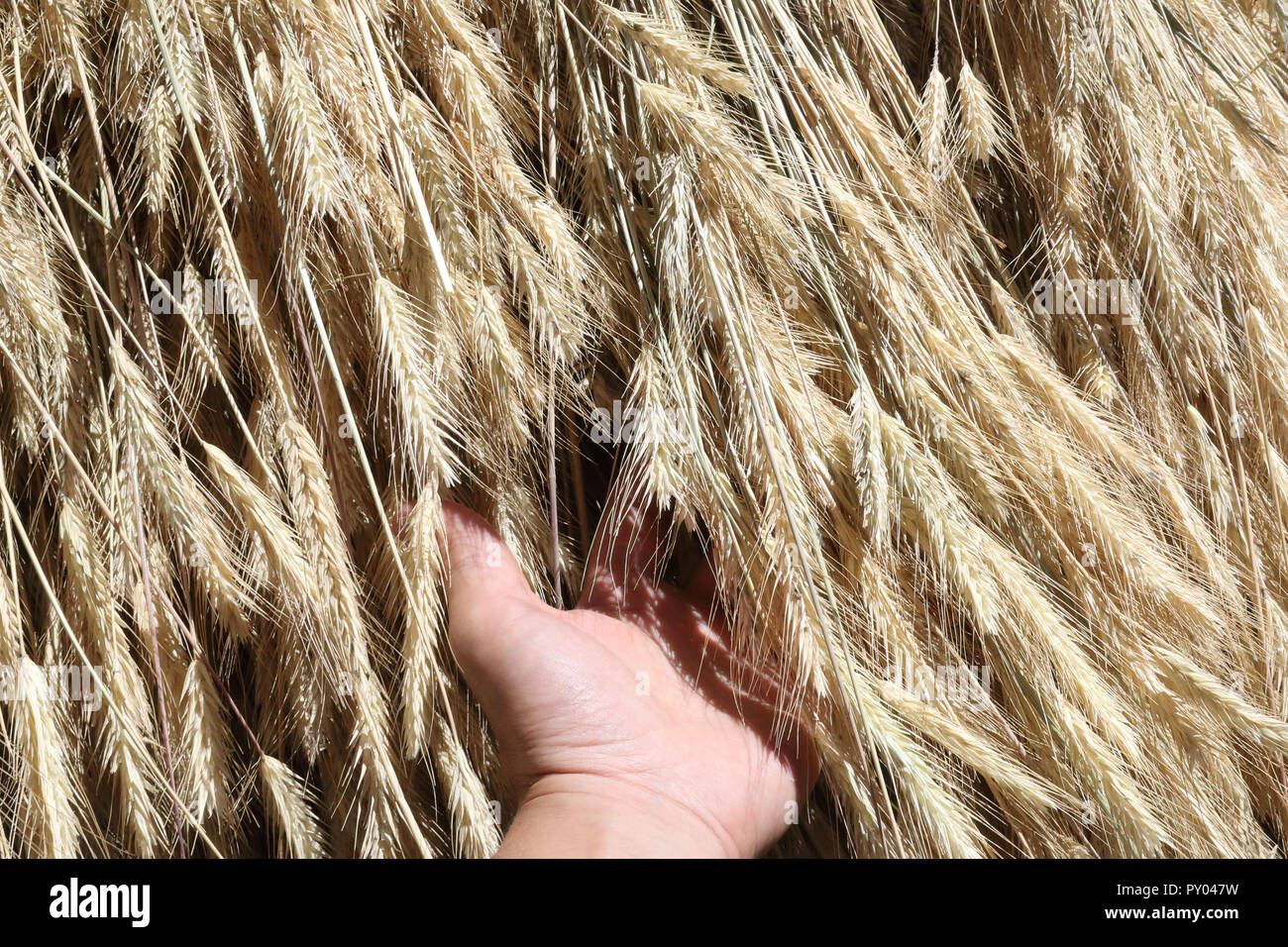 Eine enge Sicht auf ein Bündel von gelb Weizen Spikes und Stängel Trocknen an der Sonne während ein Sommertag, mit der linken Hand halten Stockfoto