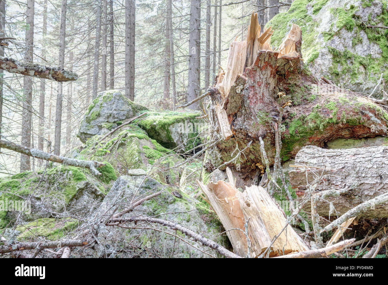 Ein gebrochener Kiefer Baumstumpf mit etwas Holz- Moos bedeckt Protokolle mit Motorsäge schnitt durch Holzfäller, im Val d'Otro Tal, Alpen, Piemont, Italien Stockfoto