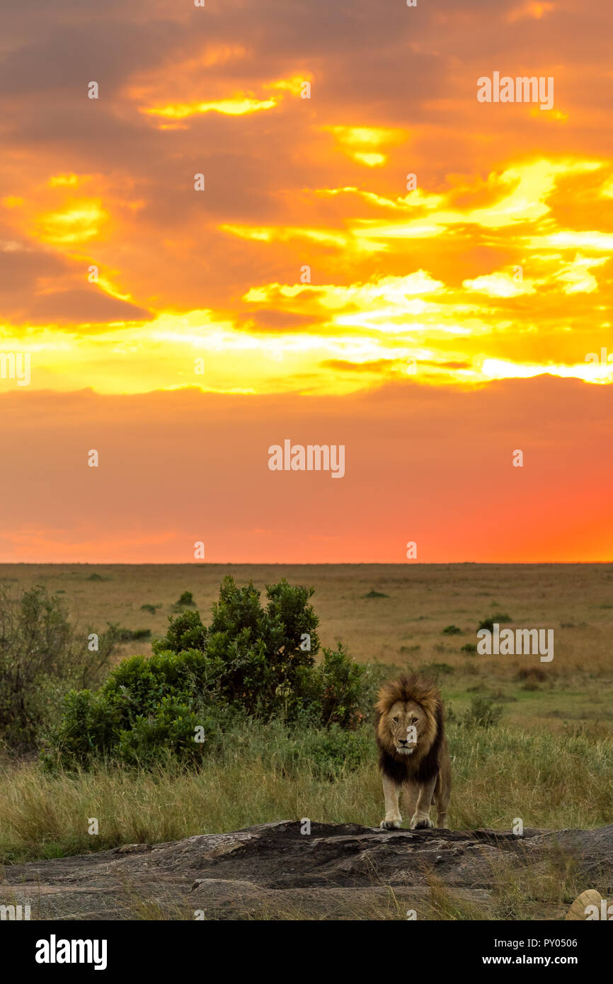 Dieses Bild von Lion walking ist in der Masai Mara in Kenia. Stockfoto