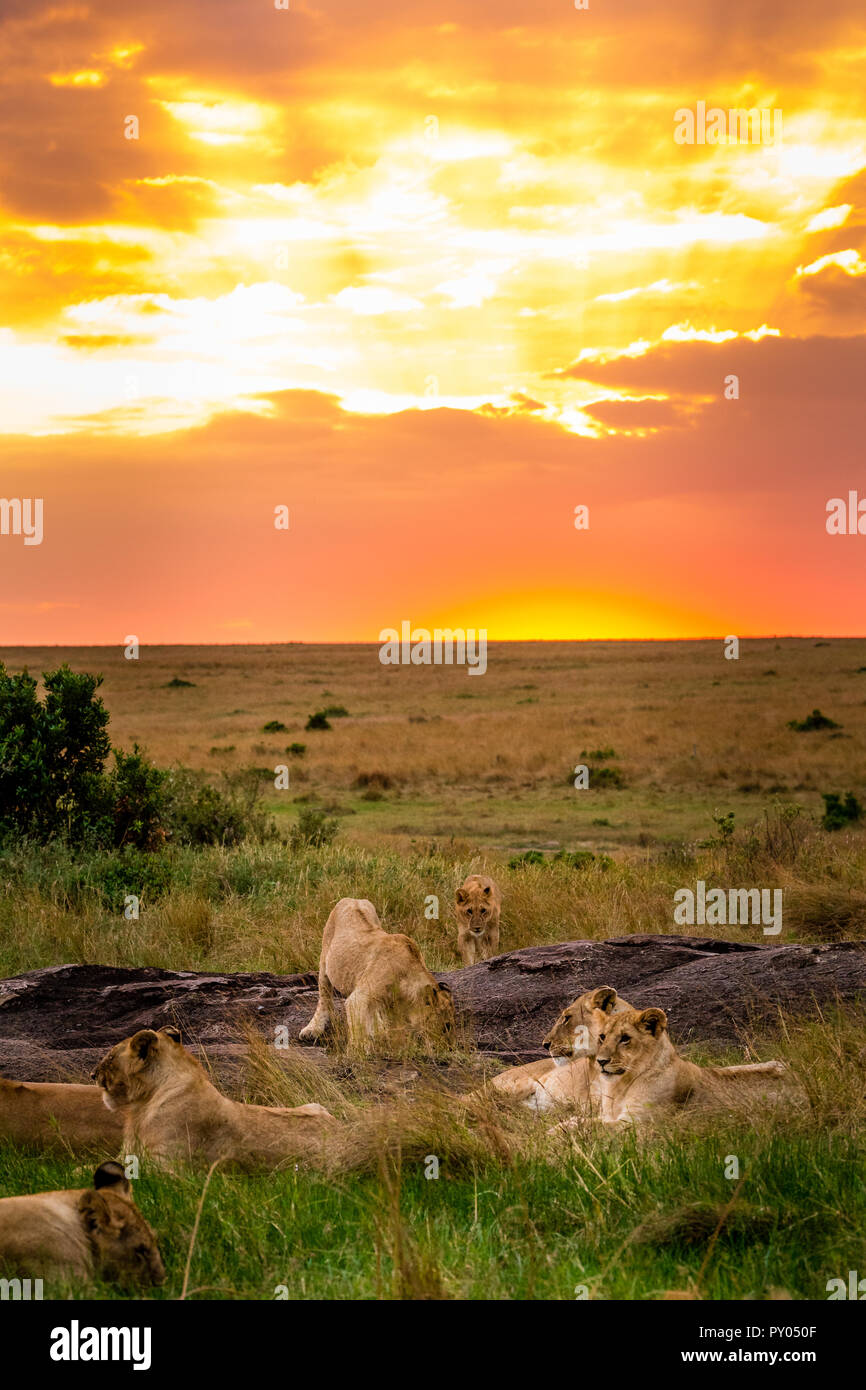 Dieses Bild von Löwe Familie ist in der Masai Mara in Kenia. Stockfoto