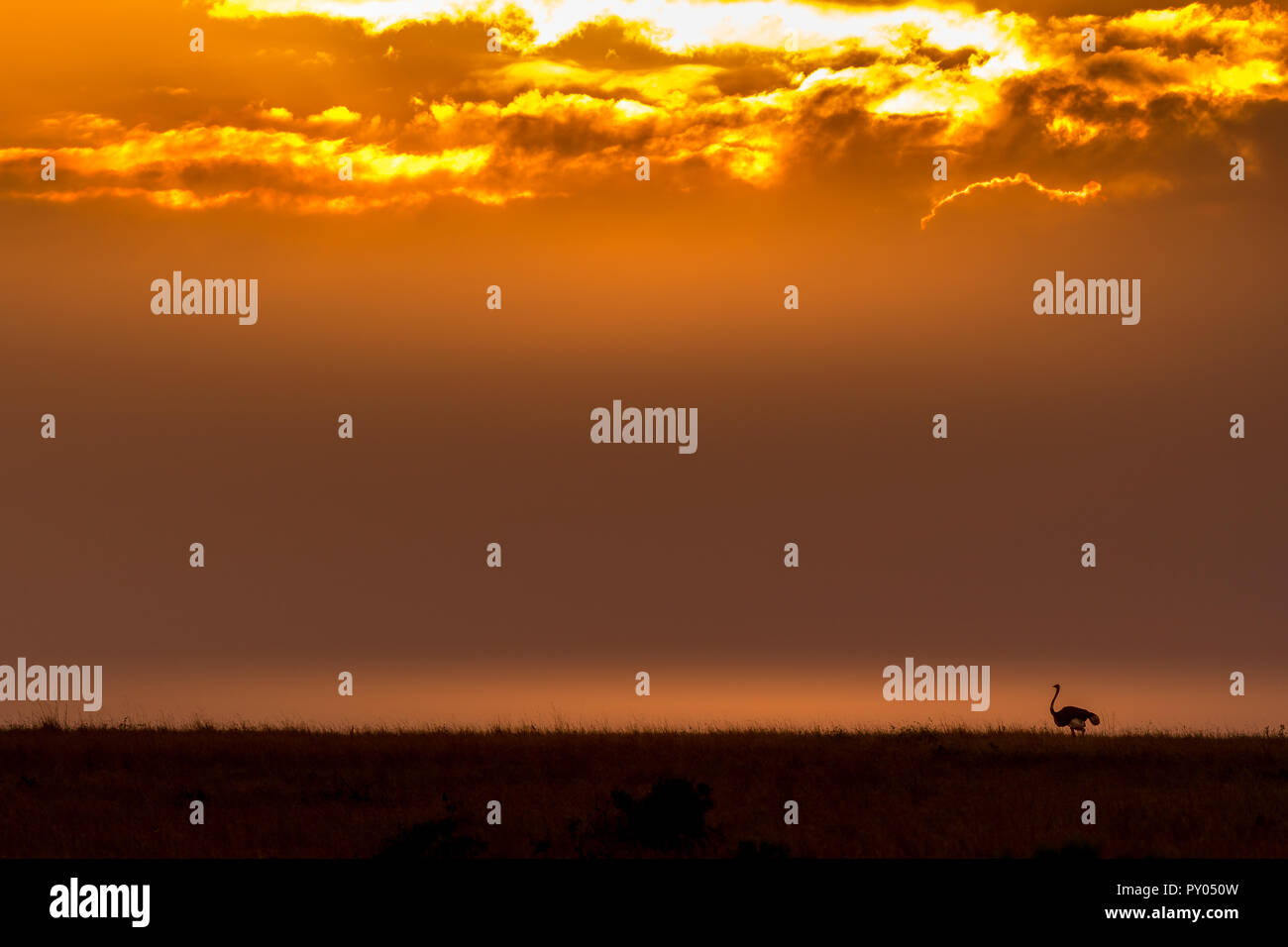 Dieses Bild von Strauß zu Fuß auf der Kante an der Masai Mara in Kenia. Stockfoto