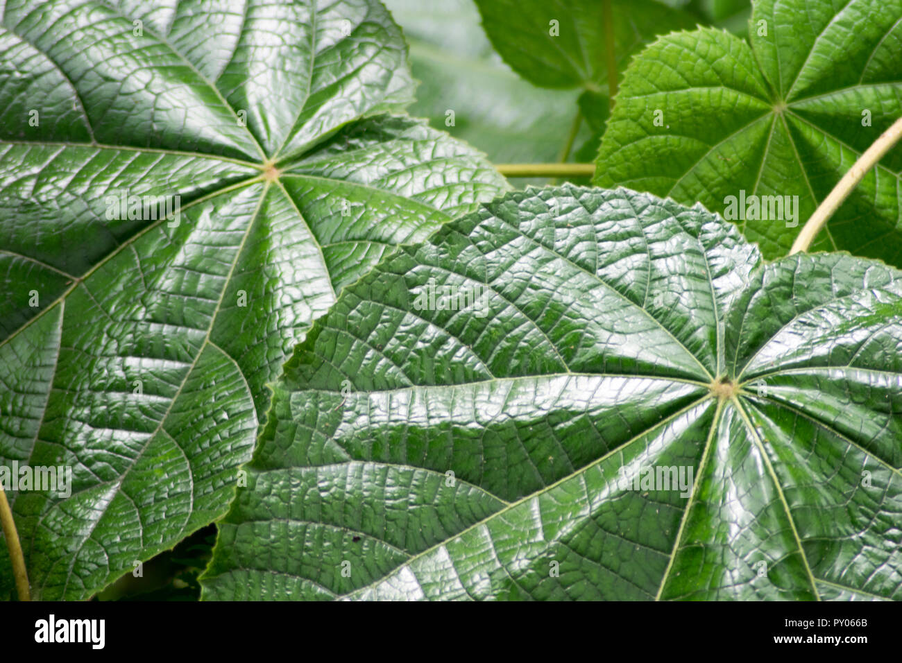 Closeup Schuß von riesigen nassen tropischen Blättern Stockfoto