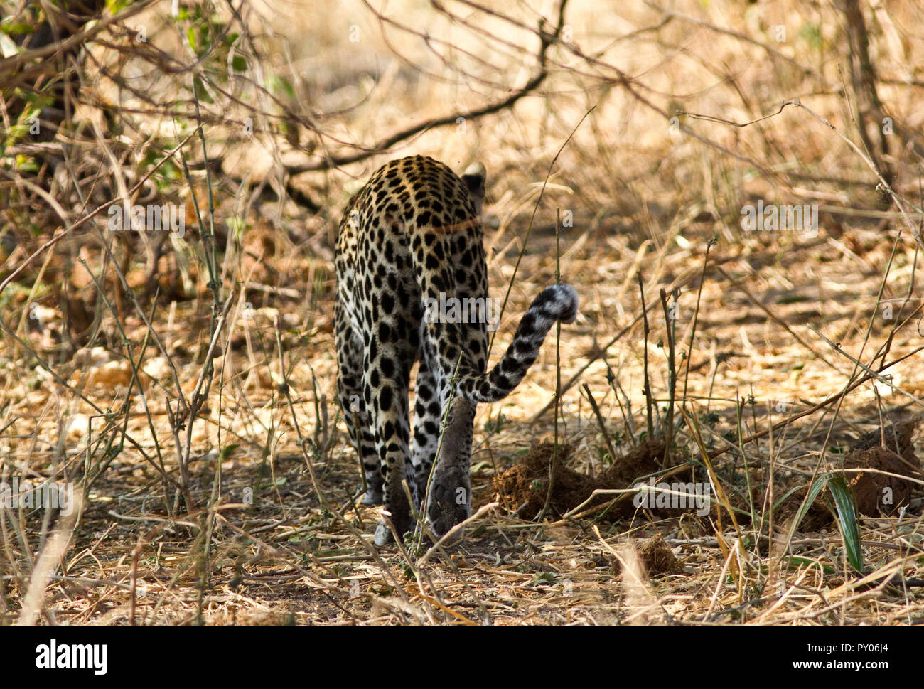 Eine Leopardin streicht ihr Territorium markieren mit ihren Duft wahrscheinlich an die lokale männliche annoncieren, dass sie in der Saison kommt Stockfoto