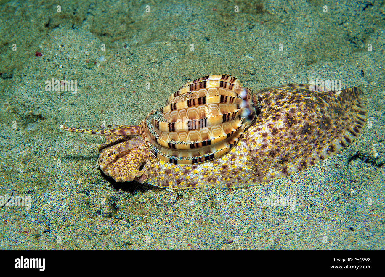 Große Harfenschnecke (Harpa major) Sabang Beach, Mindoro, Philippinen | Große Harfe oder großen Harfe (Harpa major), Sabang Beach, Mindoro, Philippinen Stockfoto