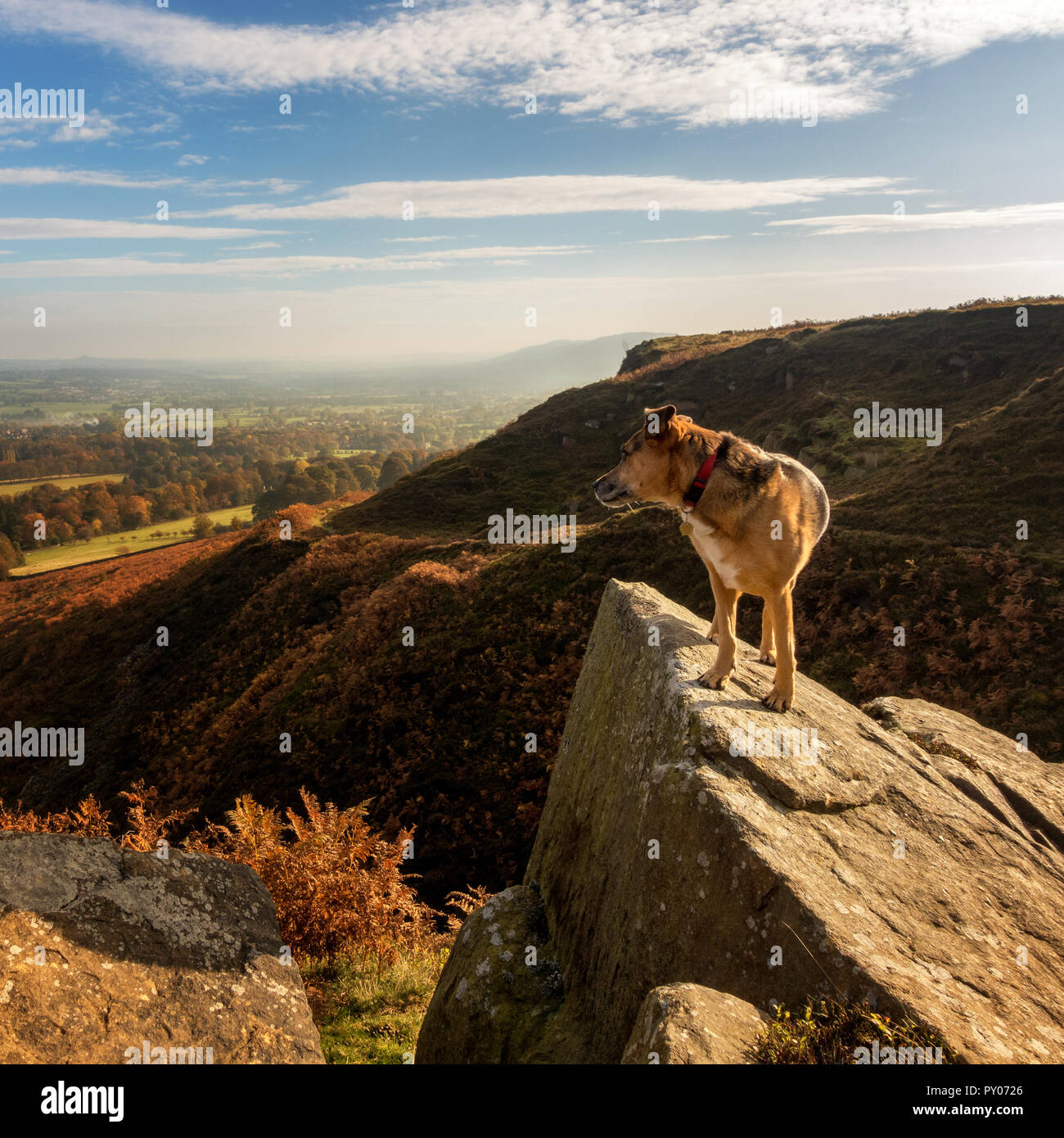 Hund steht auf einem Felsen auf einer Landschaft zu Fuß mit einem herbstlichen Spaziergang über Wharfedale Stockfoto