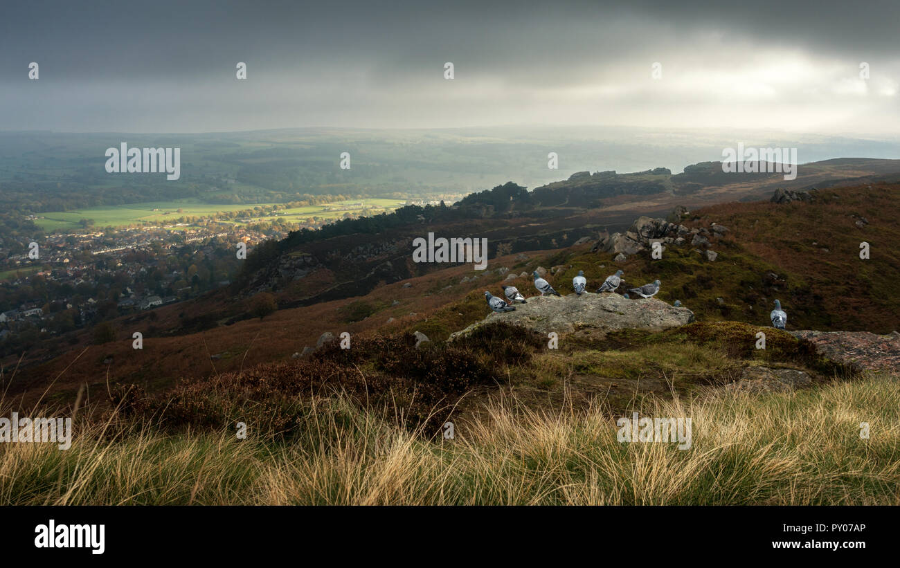 UK Wildlife: Herde von Tauben aufgereiht auf einem Felsen mit Blick über Ilkley und in einem sonnigen Wharfedale Stockfoto