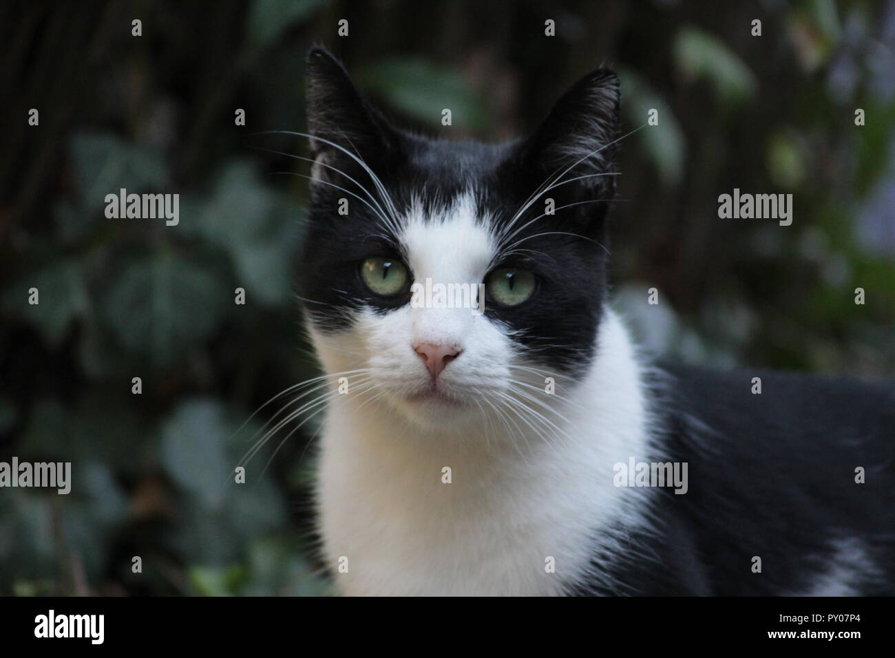 Katze im Garten Stockfoto