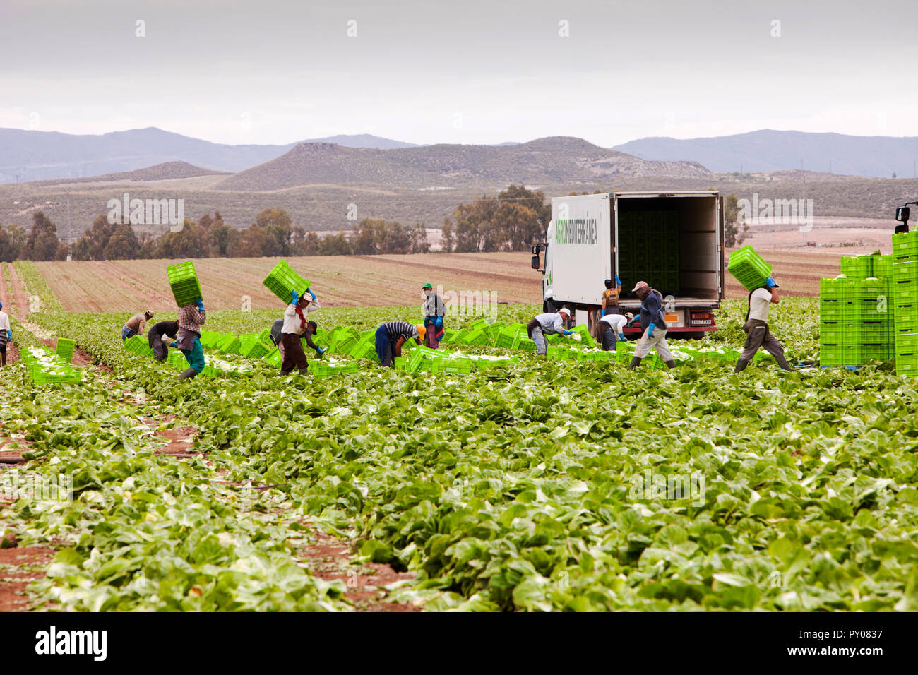 Kopfsalat Fruchtarten in einem Feld in der Nähe von Sorbas im südlichen Spanien geerntet wird. In dieser trockenen Teil Spaniens, viel landwirtschaftliche Produktion wäre ohne Bewässerung, Wasser, ist immer nur schwierig zu werden. Stockfoto