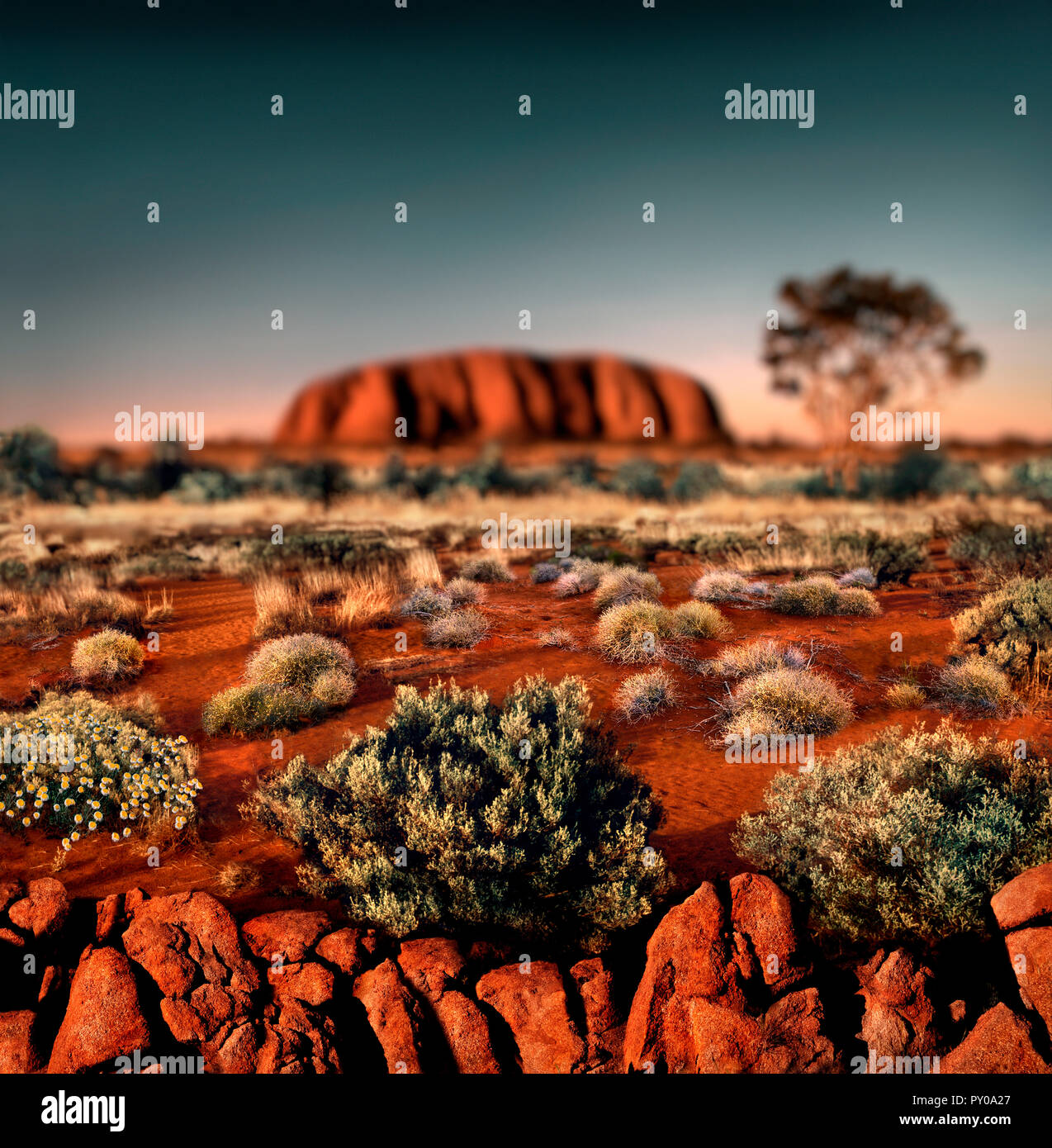 Landschaft mit dem Ayers Rock (Uluru) bei Sonnenuntergang, Uluru, Northern Territory, Australien Stockfoto