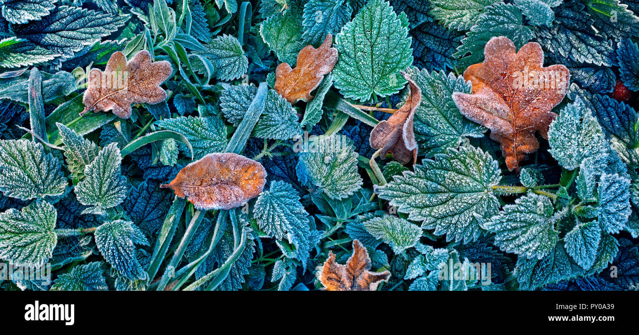Herbst Landschaft mit bunten Blätter mit Raureif im Schwarzwald, Freiburg, Baden Württemberg, Deutschland Stockfoto