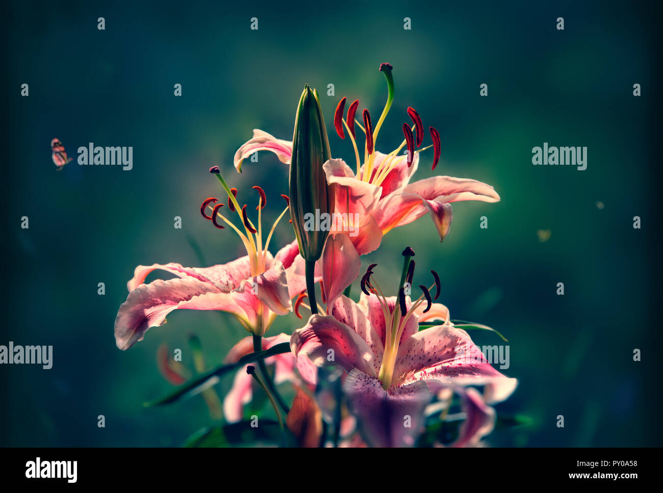 Nahaufnahme auf Rosa orientalische Lilium stargazer auf unscharfen Hintergrund, Manila, Philippinen Stockfoto